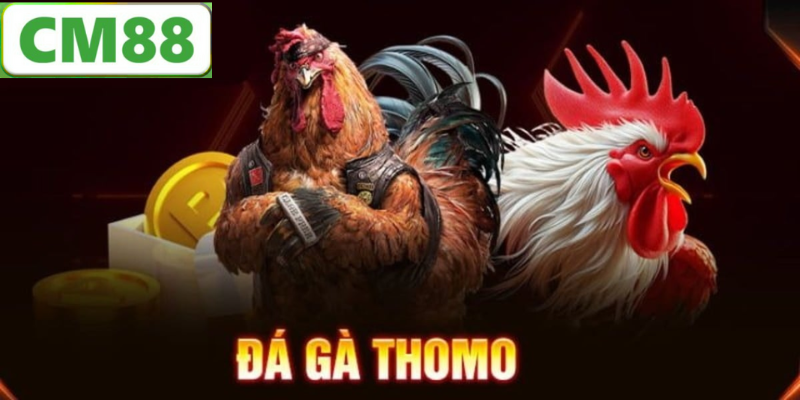 Cách Thức Chơi Đá Gà Thomo